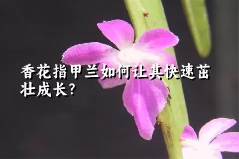 香花指甲兰如何让其快速茁壮成长？