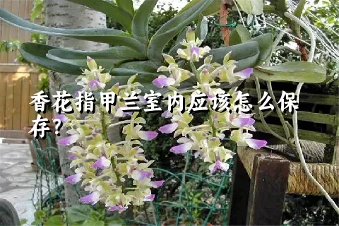 香花指甲兰室内应该怎么保存？