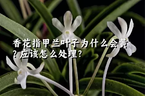 香花指甲兰叶子为什么会黄？应该怎么处理？