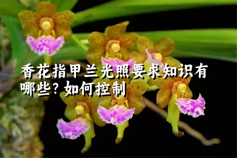 香花指甲兰光照要求知识有哪些？如何控制