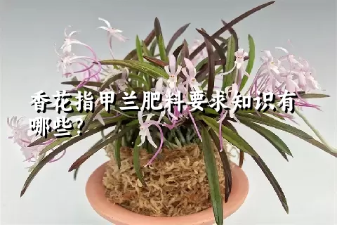 香花指甲兰肥料要求知识有哪些？