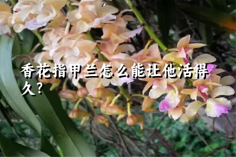 香花指甲兰怎么能让他活得久？