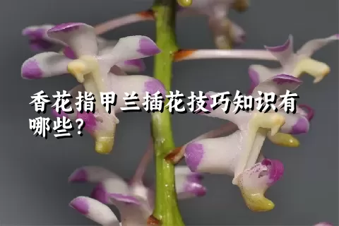 香花指甲兰插花技巧知识有哪些？