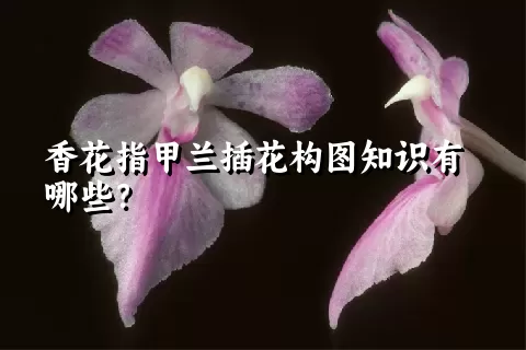 香花指甲兰插花构图知识有哪些？