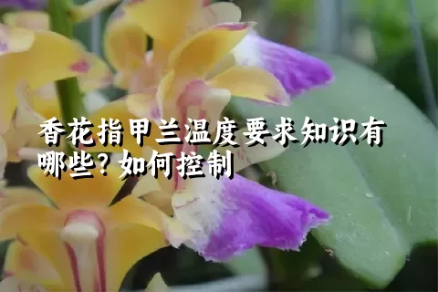 香花指甲兰温度要求知识有哪些？如何控制