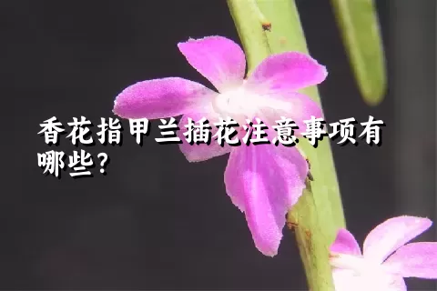 香花指甲兰插花注意事项有哪些？