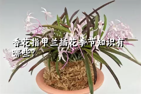 香花指甲兰插花季节知识有哪些？