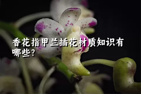 香花指甲兰插花材质知识有哪些？