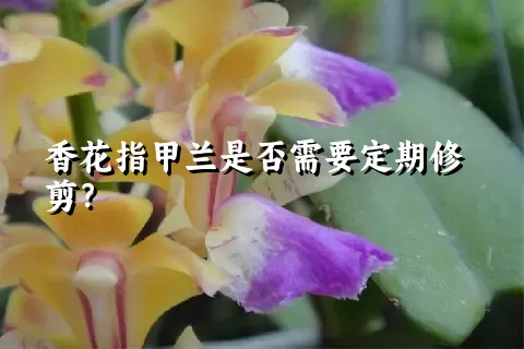 香花指甲兰是否需要定期修剪？