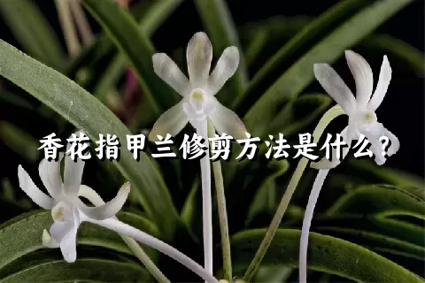 香花指甲兰修剪方法是什么？