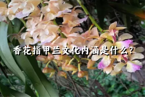 香花指甲兰文化内涵是什么？