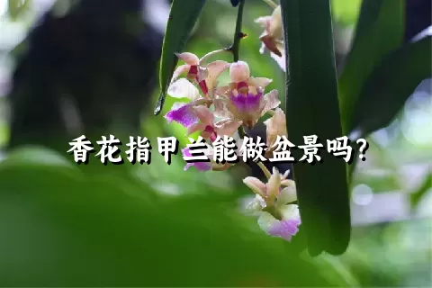 香花指甲兰能做盆景吗？