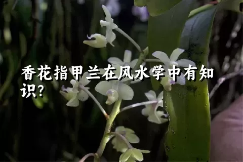 香花指甲兰在风水学中有知识？