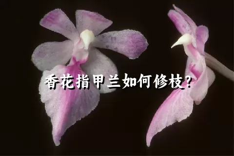 香花指甲兰如何修枝？