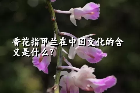 香花指甲兰在中国文化的含义是什么？