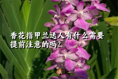 香花指甲兰送人有什么需要提前注意的吗？