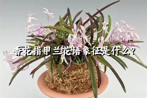 香花指甲兰花语象征是什么？