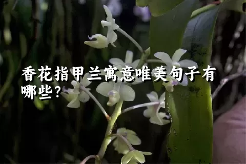 香花指甲兰寓意唯美句子有哪些？