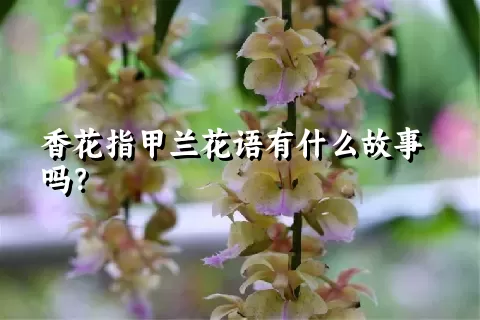 香花指甲兰花语有什么故事吗？