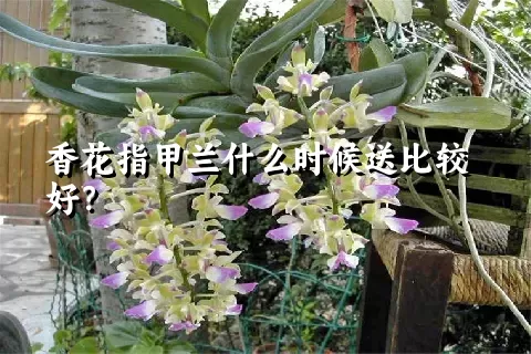 香花指甲兰什么时候送比较好？