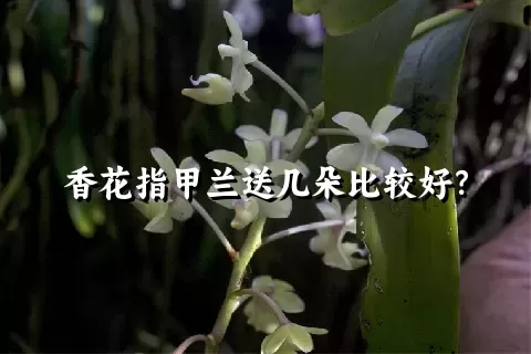 香花指甲兰送几朵比较好？