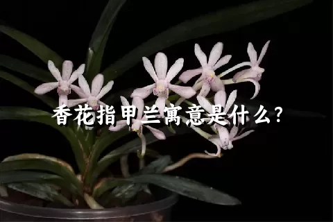 香花指甲兰寓意是什么？