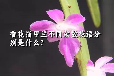 香花指甲兰不同朵数花语分别是什么？