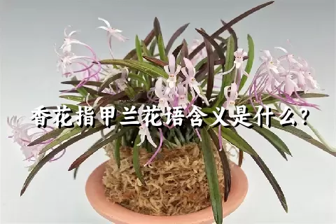 香花指甲兰花语含义是什么？