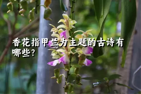 香花指甲兰为主题的古诗有哪些？