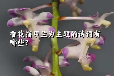 香花指甲兰为主题的诗词有哪些？