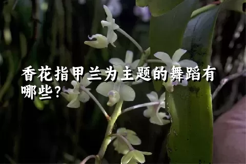 香花指甲兰为主题的舞蹈有哪些？