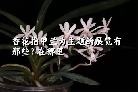 香花指甲兰为主题的展览有那些？在哪里