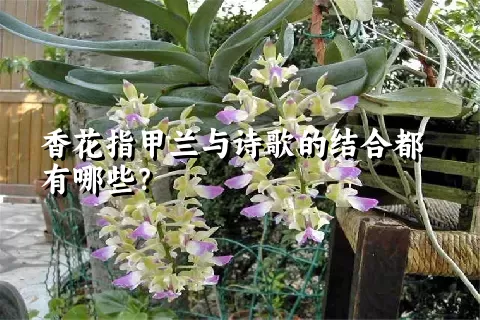 香花指甲兰与诗歌的结合都有哪些？