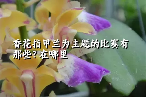 香花指甲兰为主题的比赛有那些？在哪里