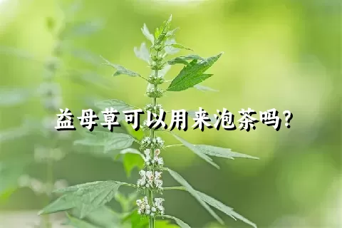 益母草可以用来泡茶吗？