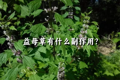 益母草有什么副作用？