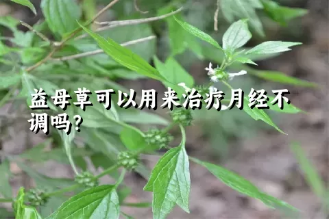 益母草可以用来治疗月经不调吗？