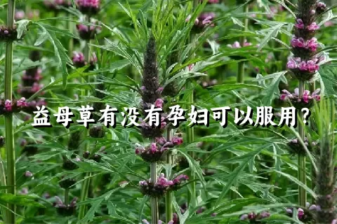 益母草有没有孕妇可以服用？