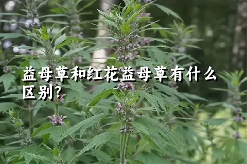 益母草和红花益母草有什么区别？