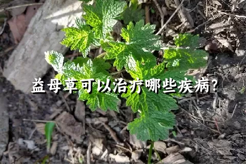 益母草可以治疗哪些疾病？