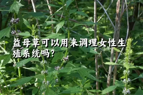 益母草可以用来调理女性生殖系统吗？