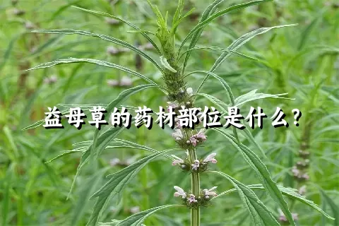 益母草的药材部位是什么？