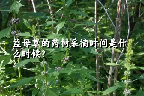 益母草的药材采摘时间是什么时候？