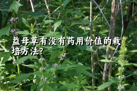 益母草有没有药用价值的栽培方法？