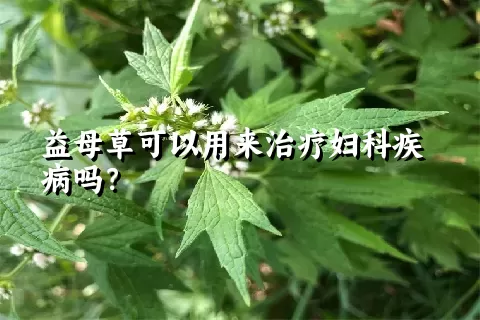 益母草可以用来治疗妇科疾病吗？