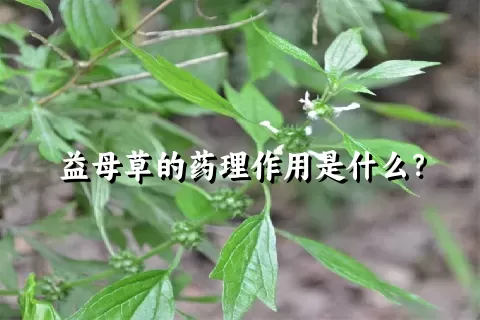 益母草的药理作用是什么？