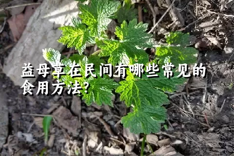 益母草在民间有哪些常见的食用方法？