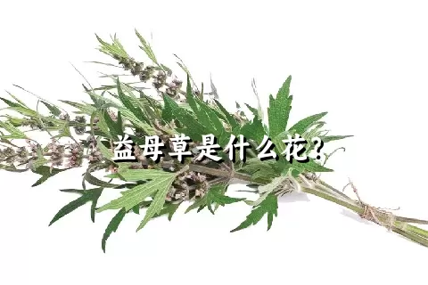 益母草是什么花？