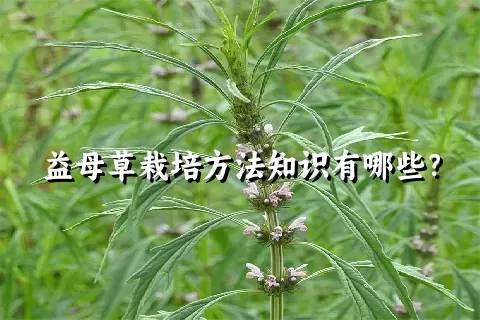 益母草栽培方法知识有哪些？