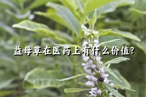 益母草在医药上有什么价值？